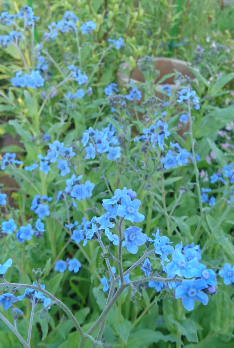 花壇の青い花たち