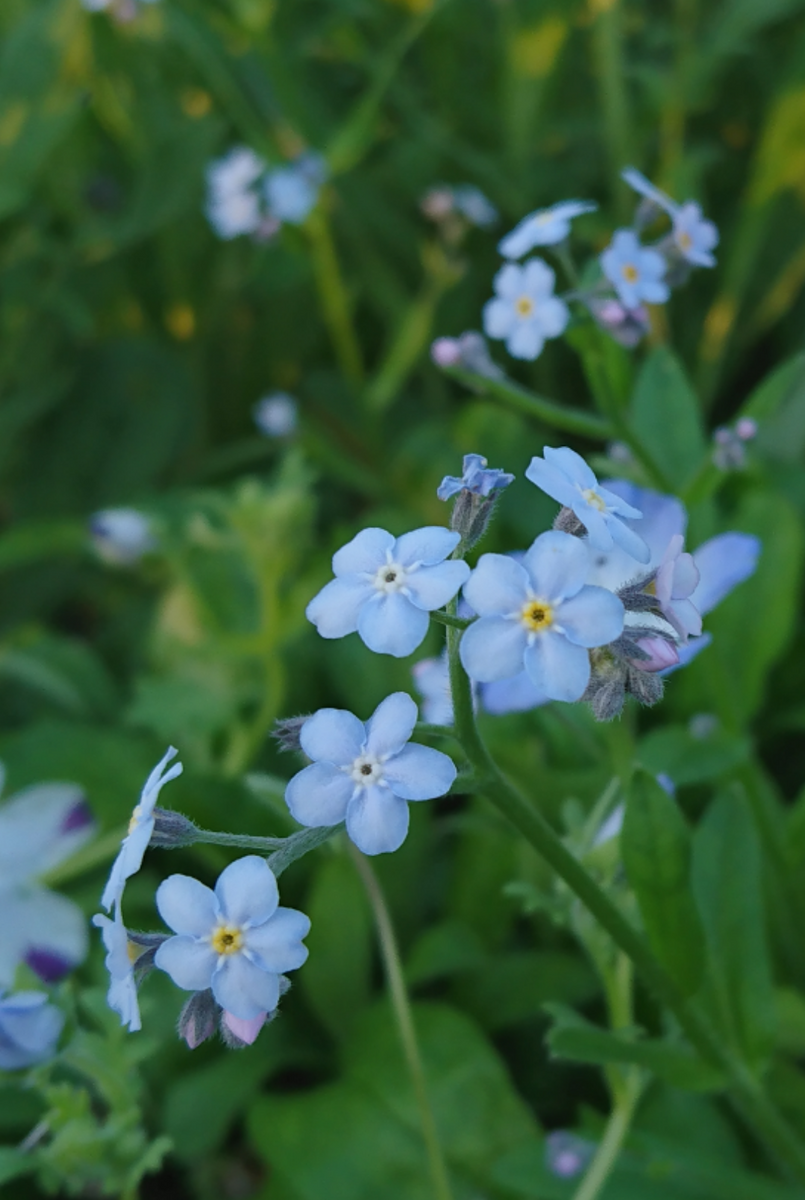 花壇の青い花たち