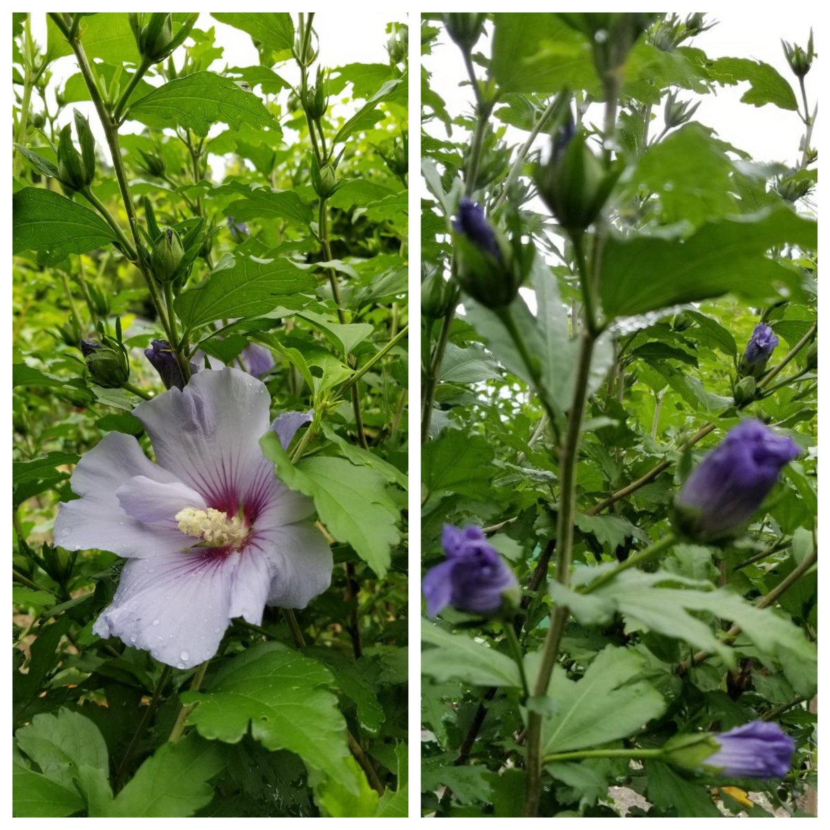 思いがけず蕾～そしてムクゲに初花！