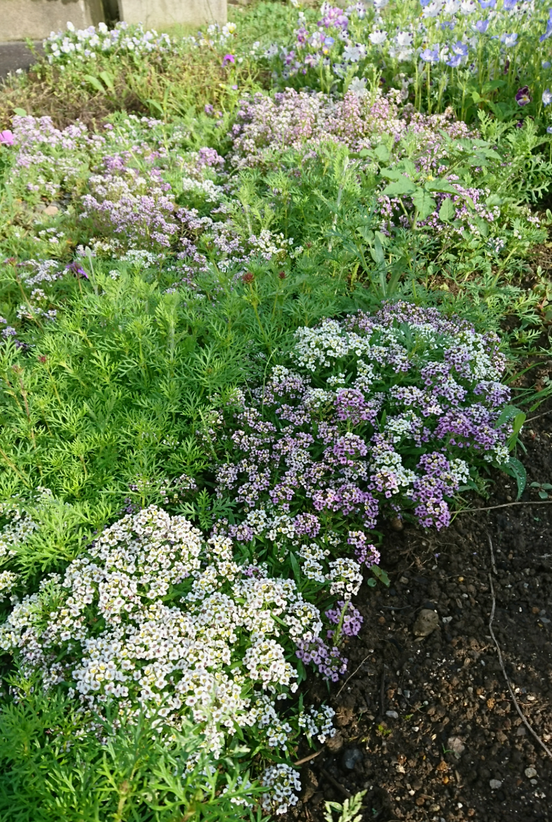 1日の活力剤🌼