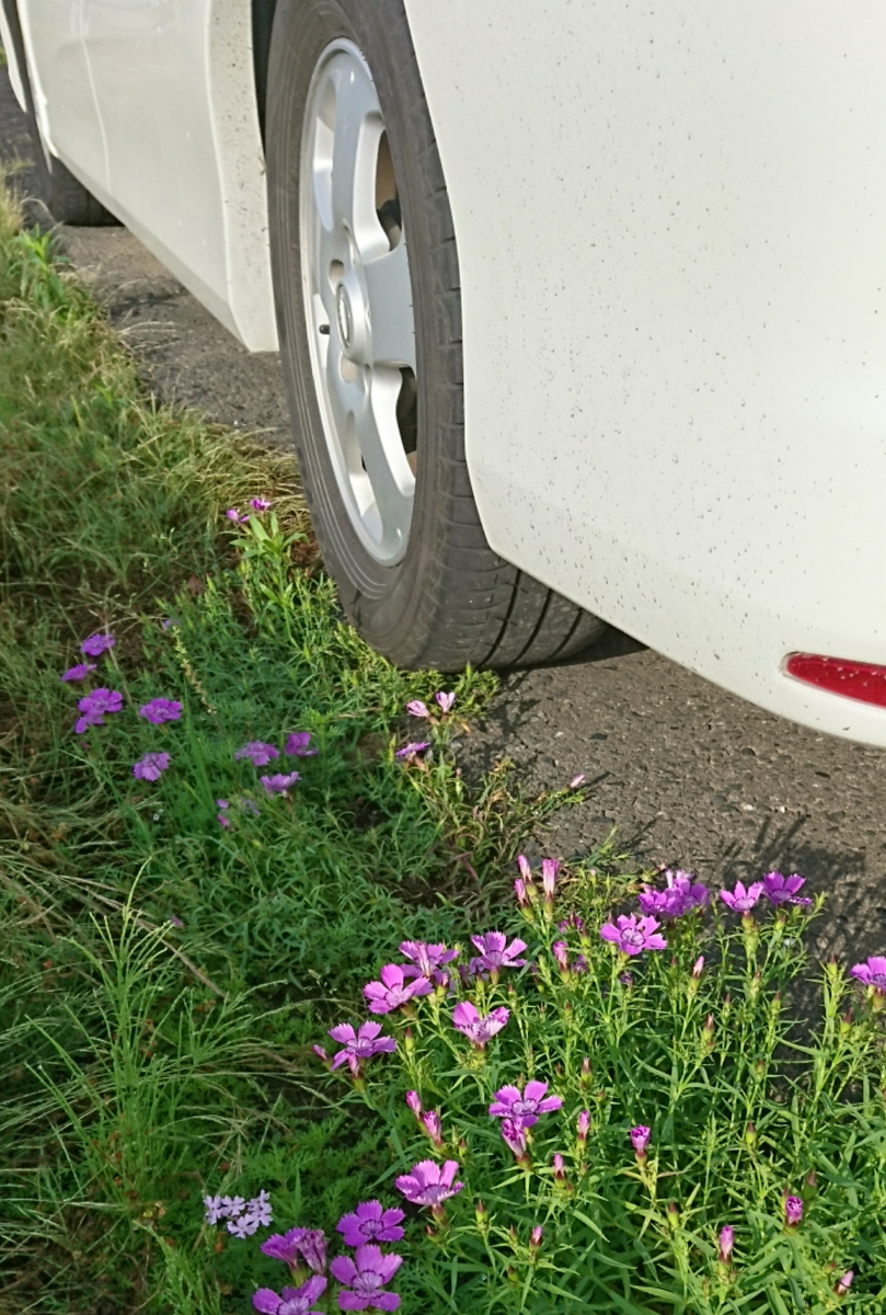 1日の活力剤🌼