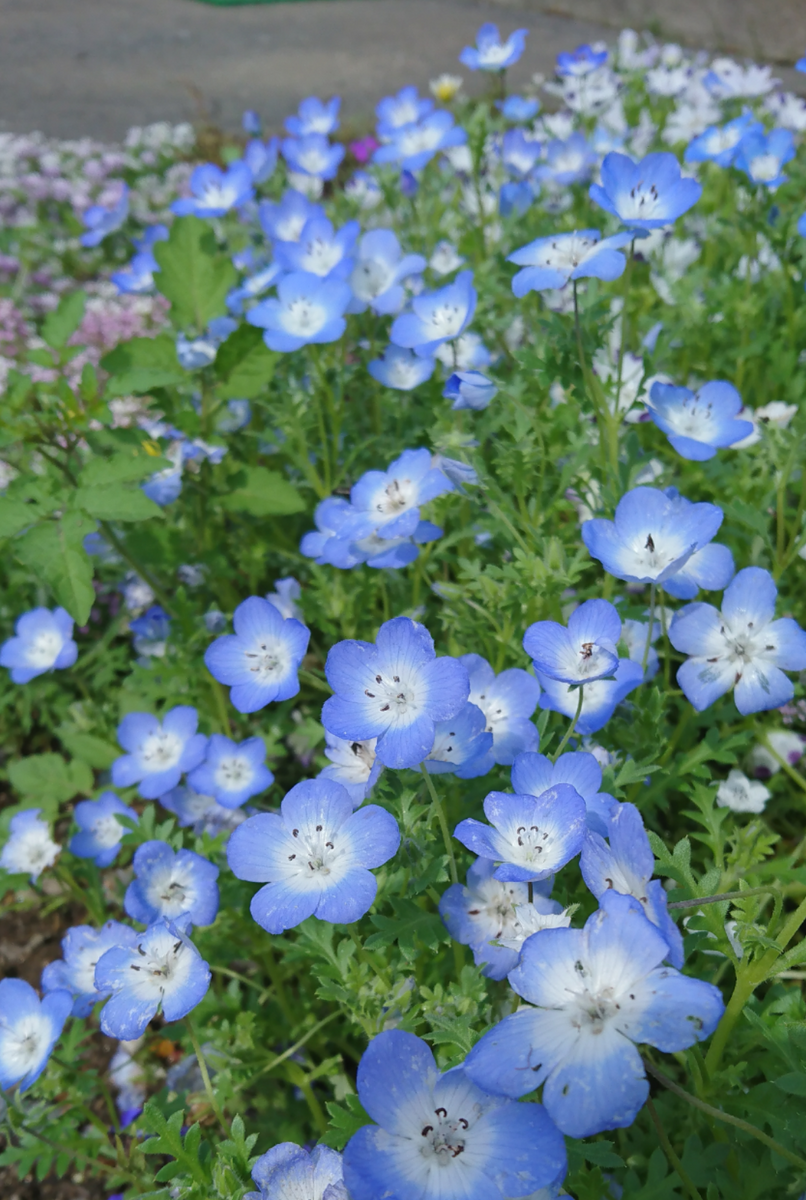 青い花🌼まだ咲いてない青系の花