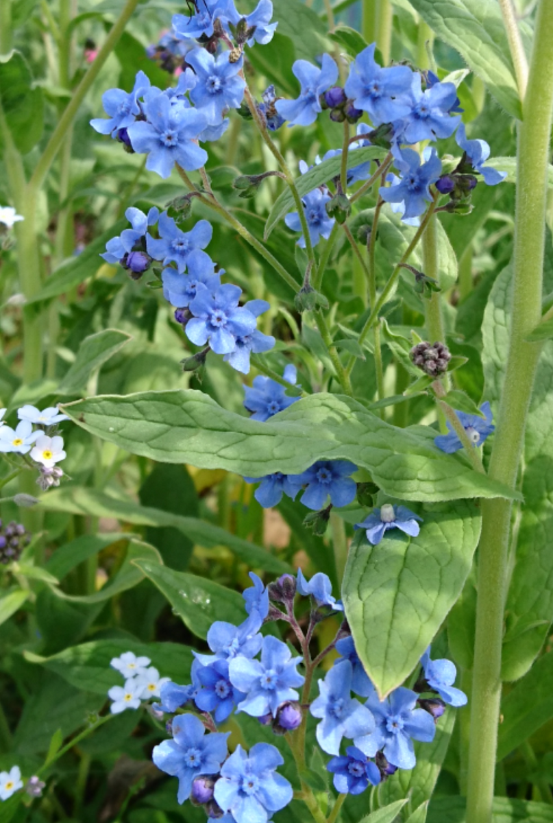 青い花🌼まだ咲いてない青系の花