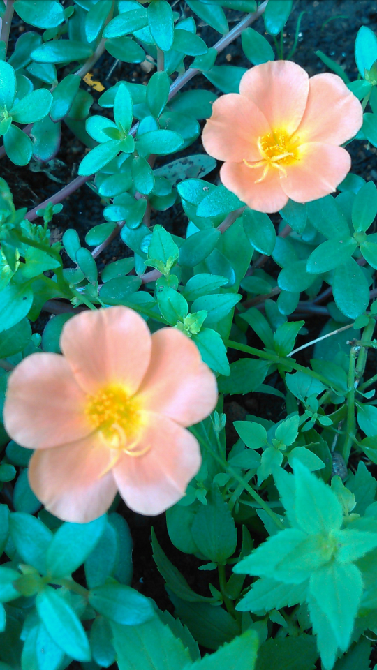 令和2年7月13日🍀  職場のポーチュラカ🌼