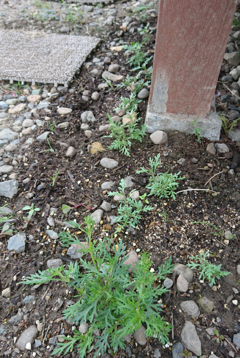 今年のバーベナ・ロングラン🌱