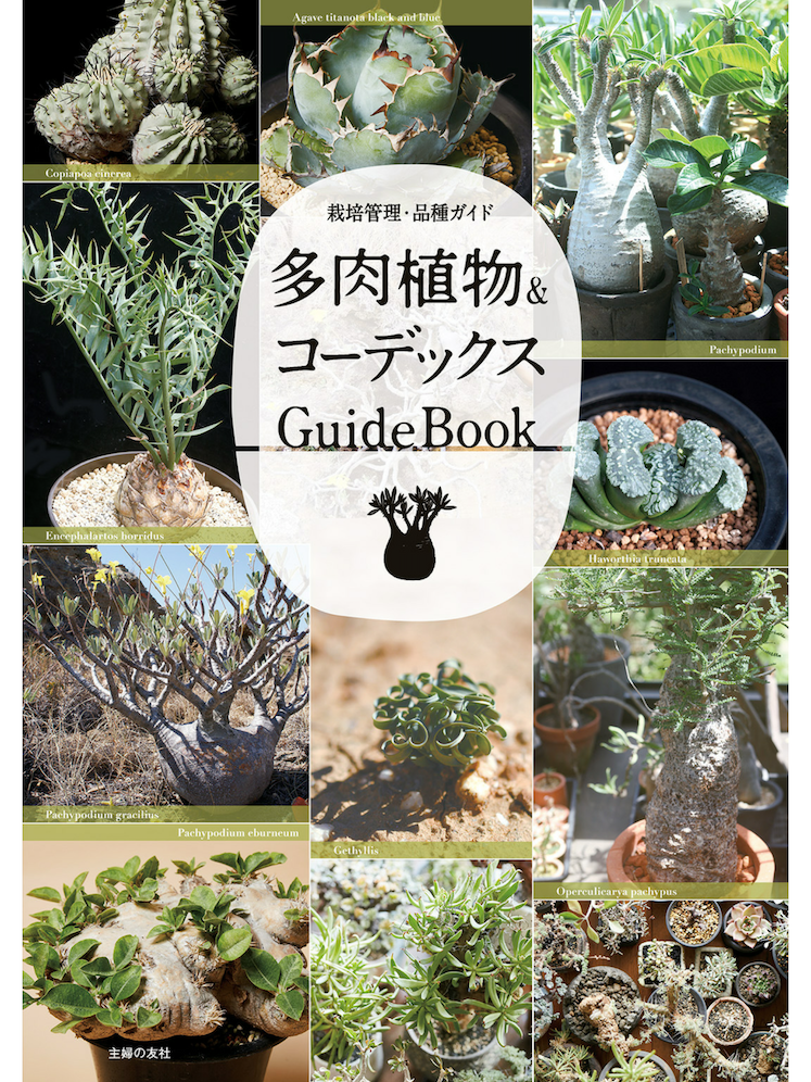 ☔️自粛連休はお勉強？（多肉・サボテン図鑑②）