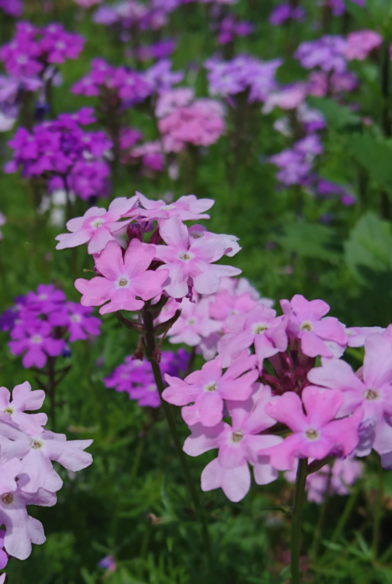 こぼれの夏花壇🌼うしろに春