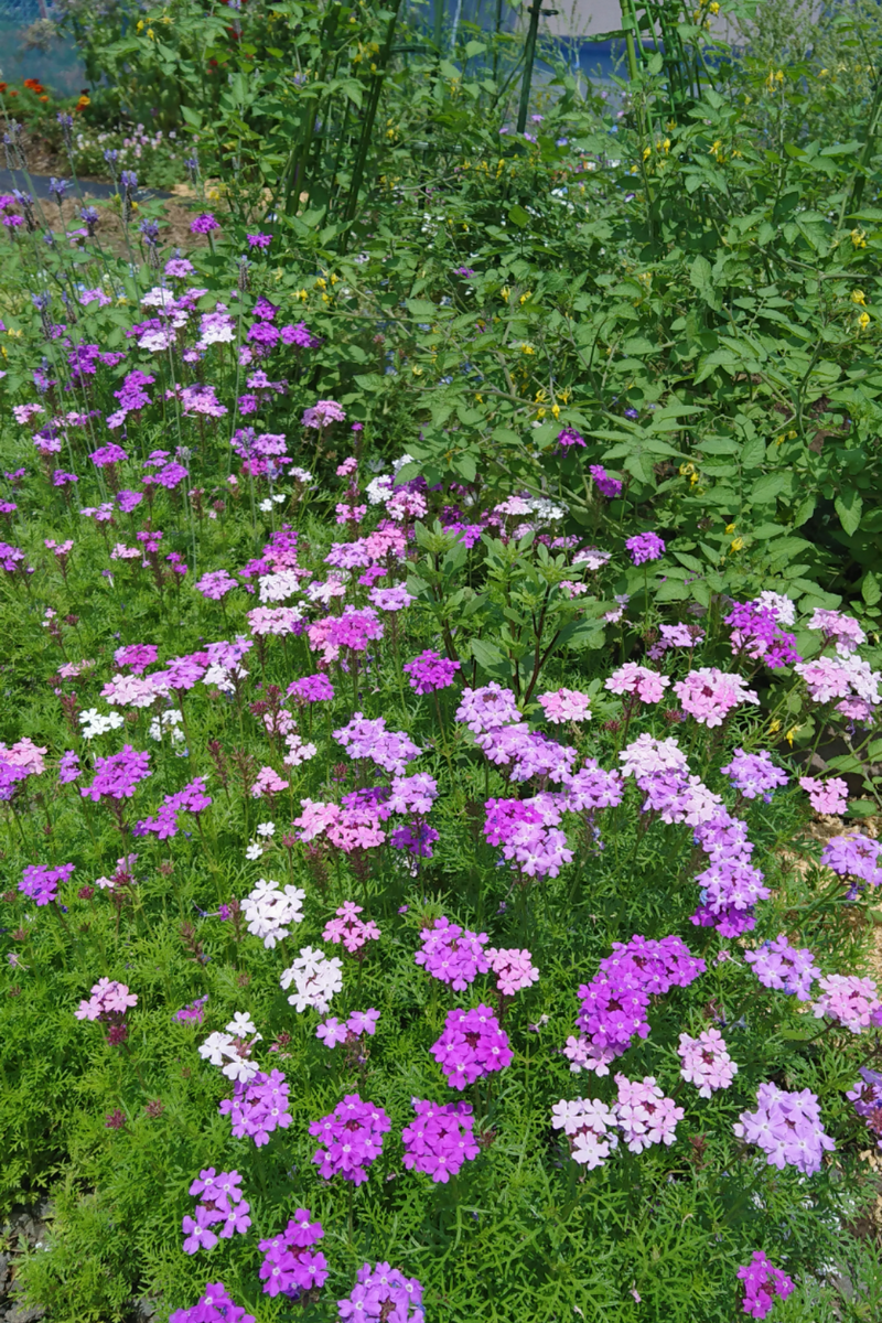 こぼれの夏花壇🌼うしろに春