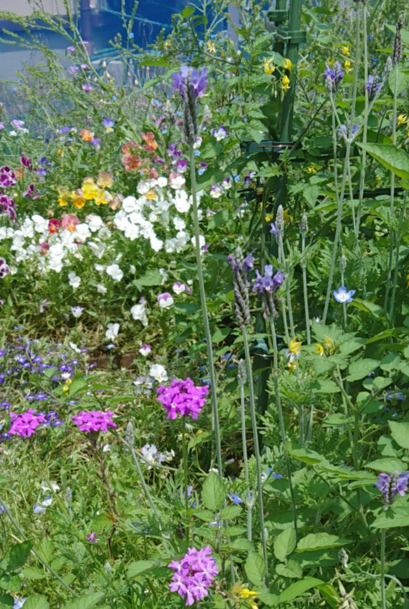 こぼれの夏花壇🌼うしろに春