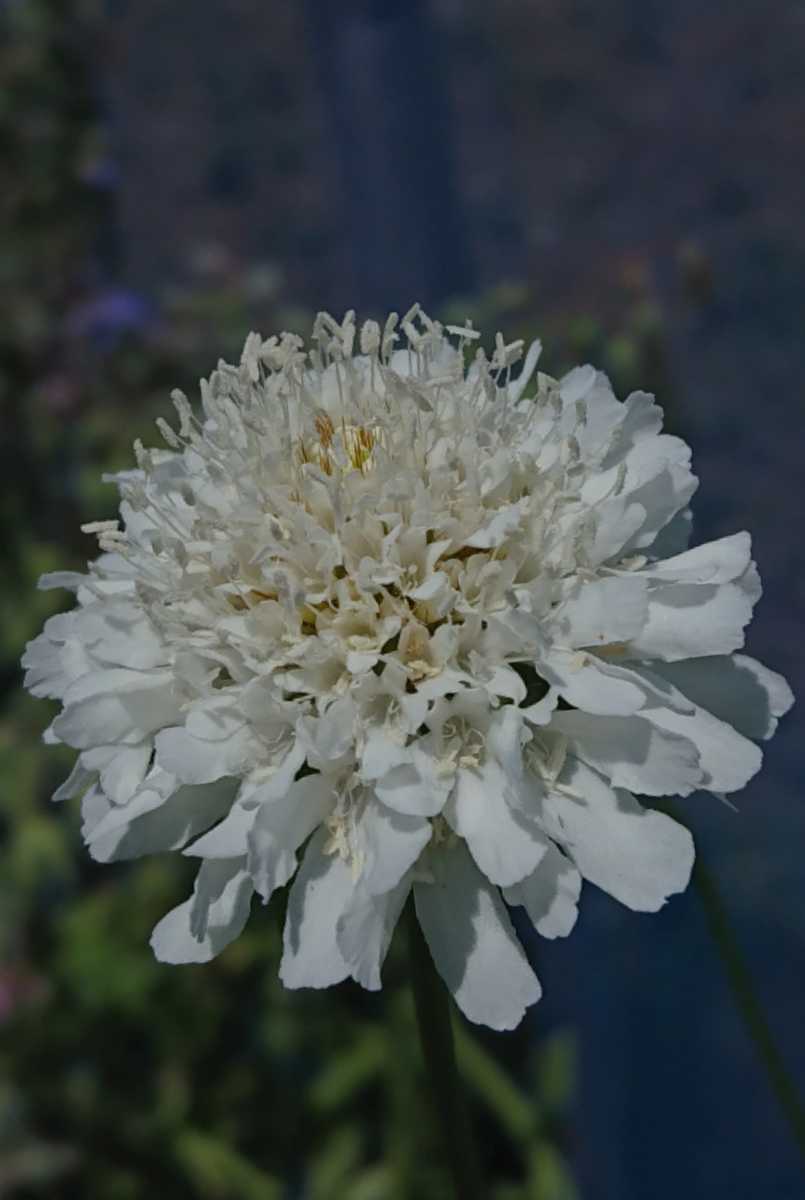 今日の草花🌼