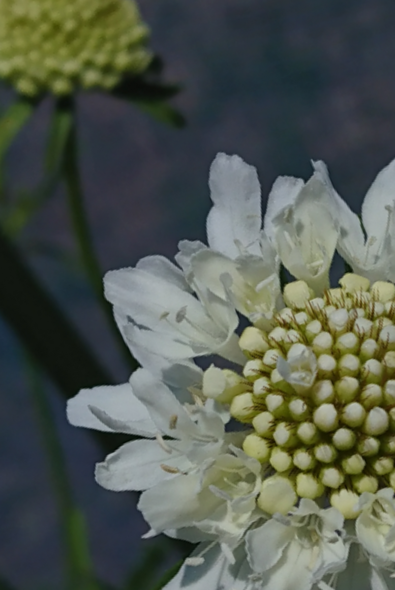 今日の草花🌼