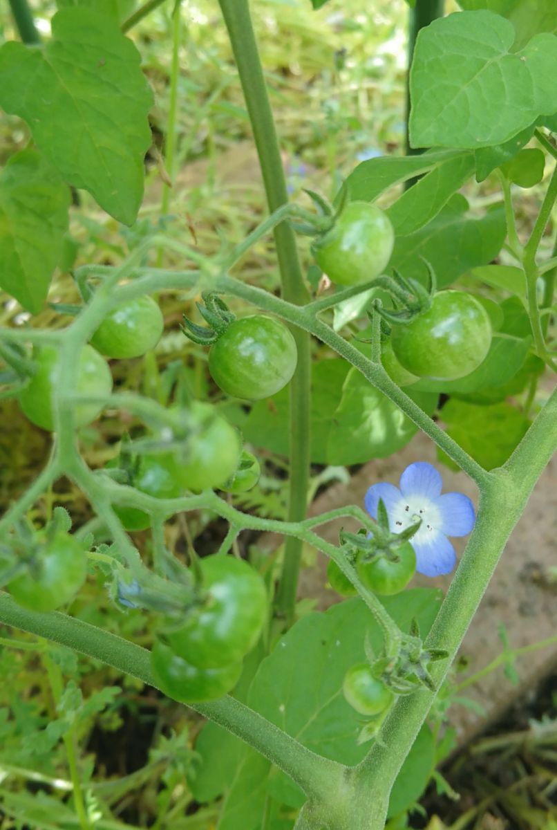 夏花壇