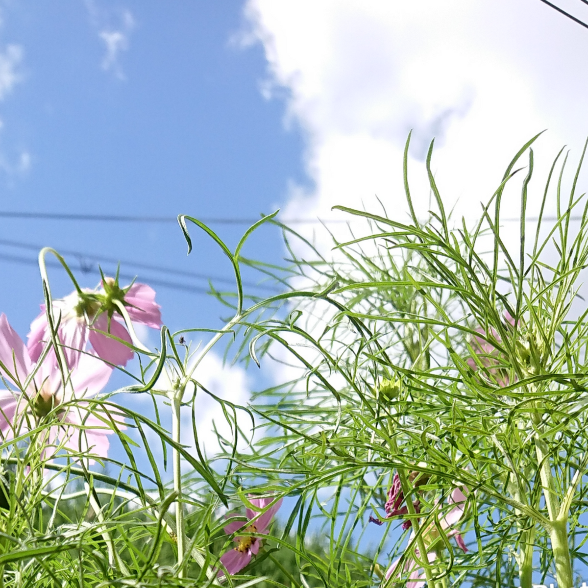 秋の空・そら・sora。