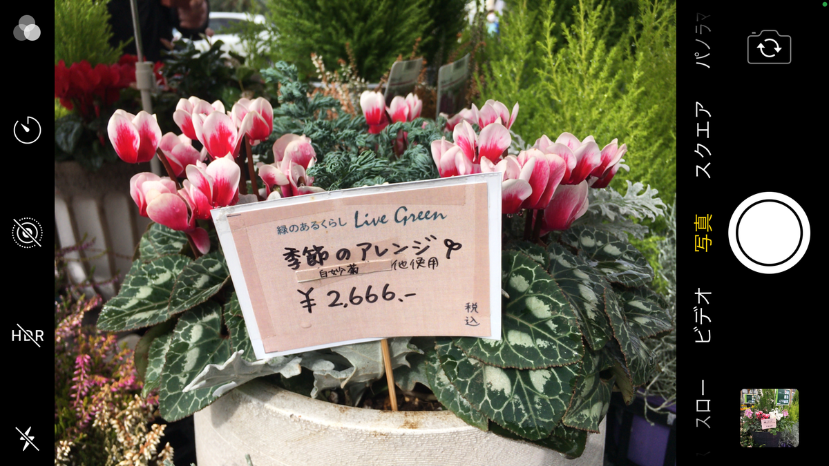 冬の花