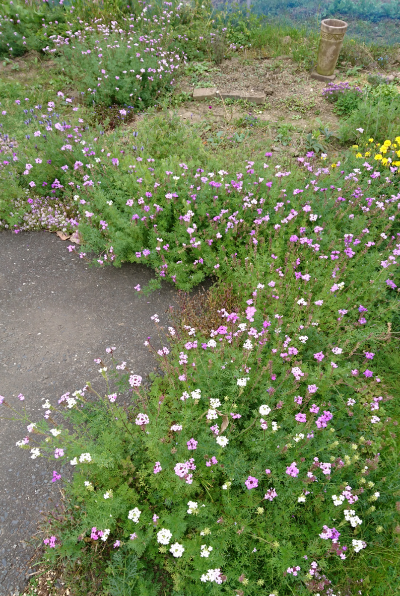 バーベナ・ロングラン🌼そろそろ終わり