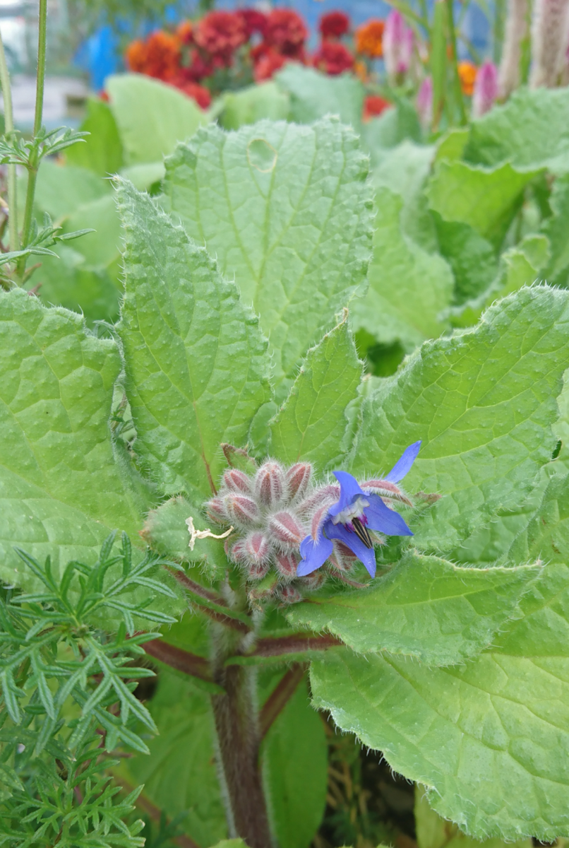 肌寒い中、外の見回り🌱