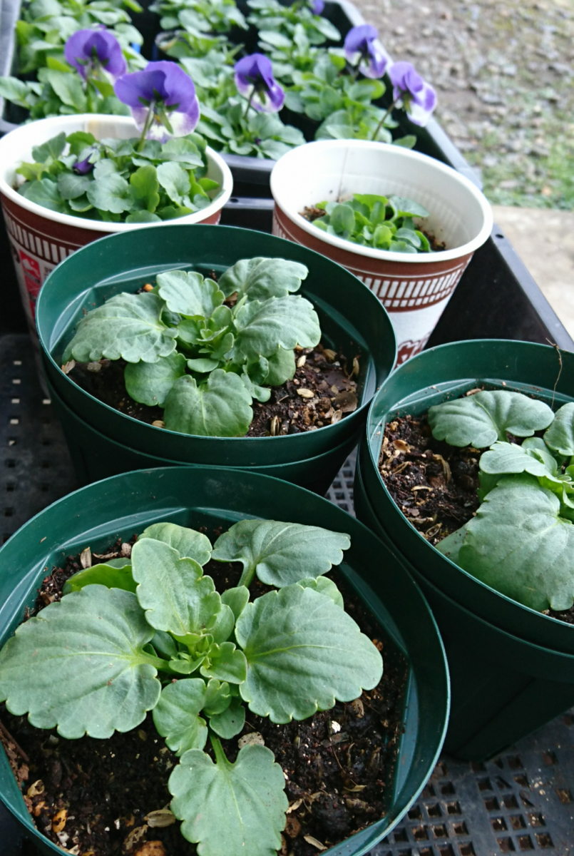 おとといの植え替え🌱その後