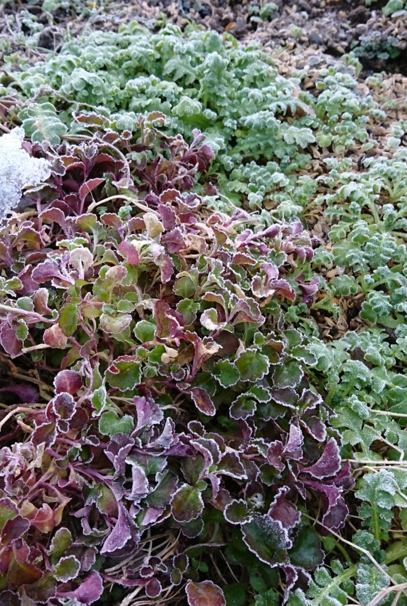 霜の朝❄2 生存確認