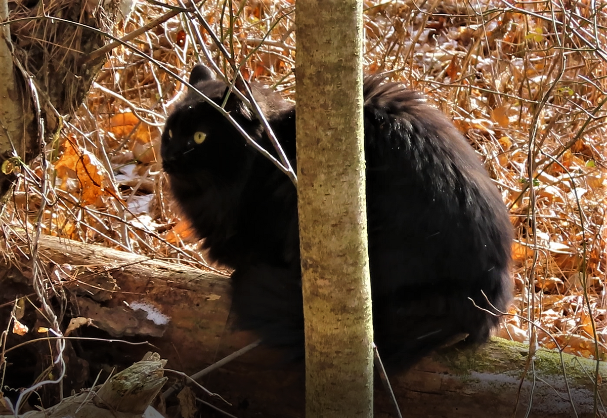 いつもの猫写真