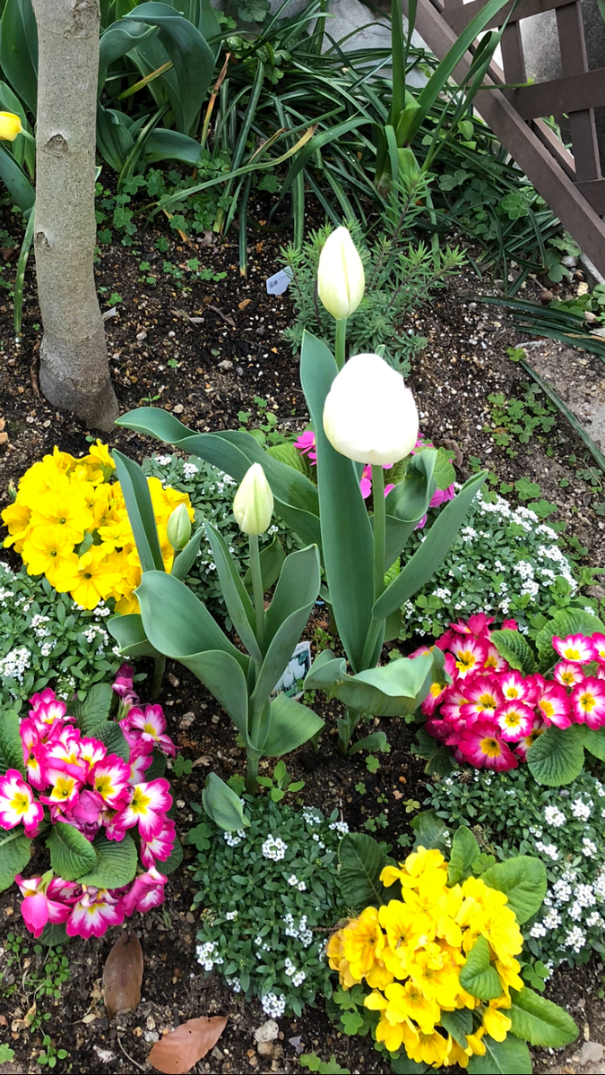 🍀今日のお庭🌷