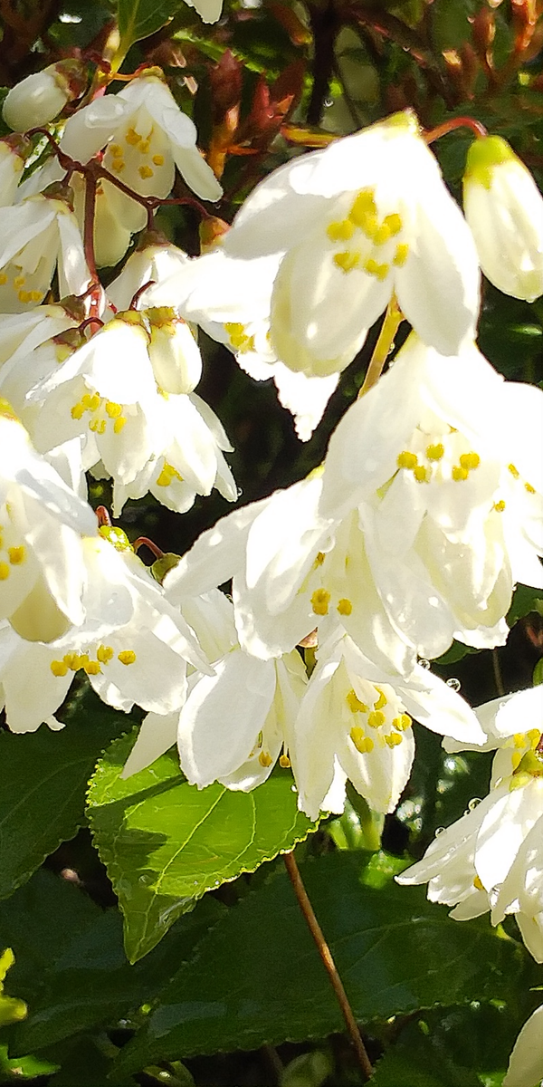 4月18日   万年草の生命力