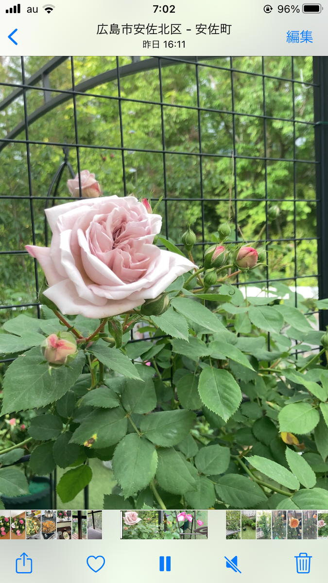 今年も薔薇が咲き出してきました