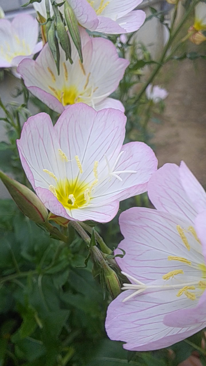 白粉花🌱ゴーヤ🌱 双葉から次へ