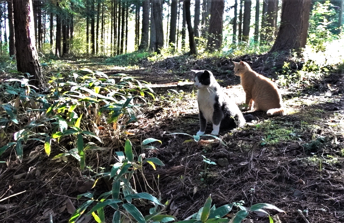 林道から　エンレイソウ　ワスレナグサ