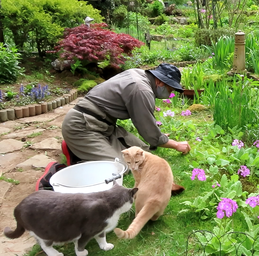 サクラソウと猫たちだよ