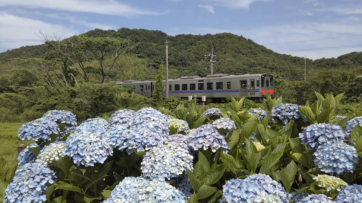 紫陽花を見てきました