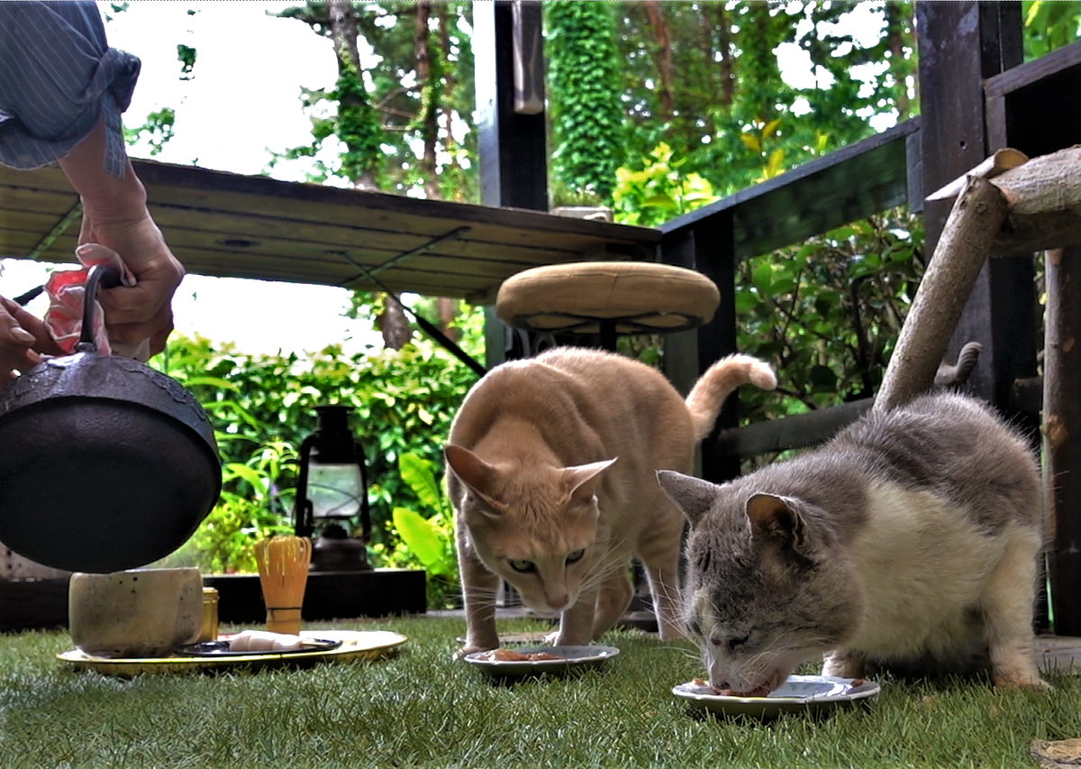 雨上がりの猫　西洋ニワトコ