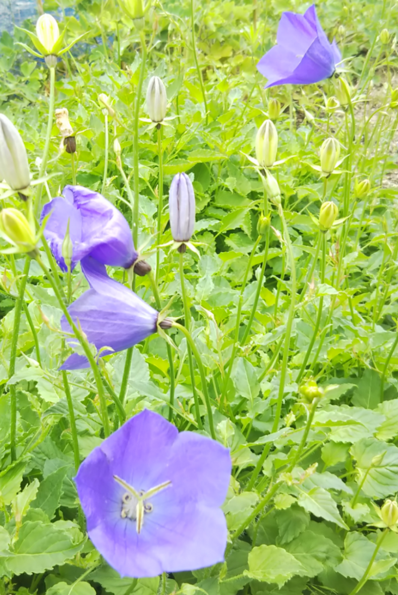 種から開花♪カンパニュラ