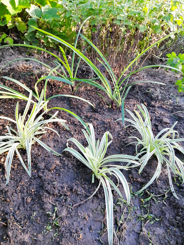 アガパンサス植え付け