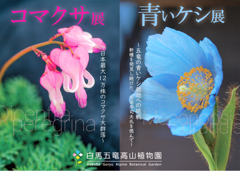 【白馬五竜高山植物園】7月の特別イベントまであと2日