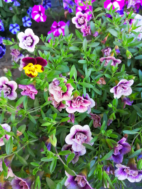 真夏に咲く冬の花。