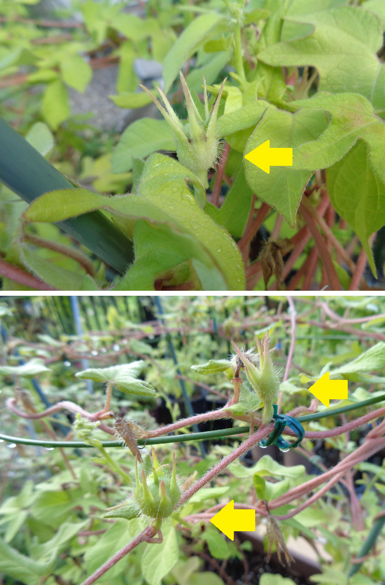 花と種