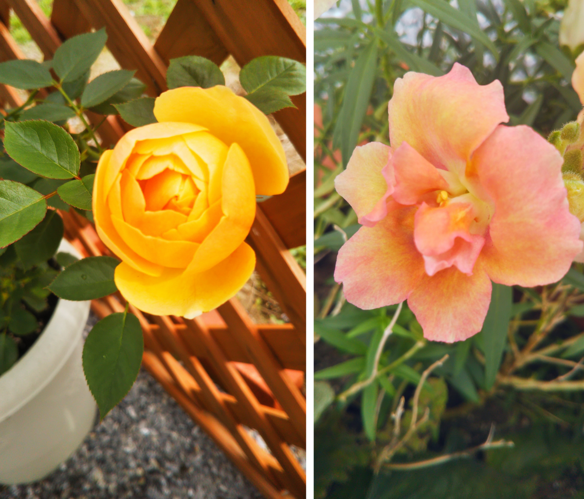 秋の日差しが似合うお花 おまけの切り花