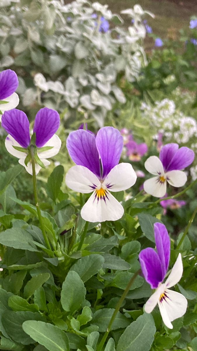 空飛ぶうさぎ🐰💜🤍💜