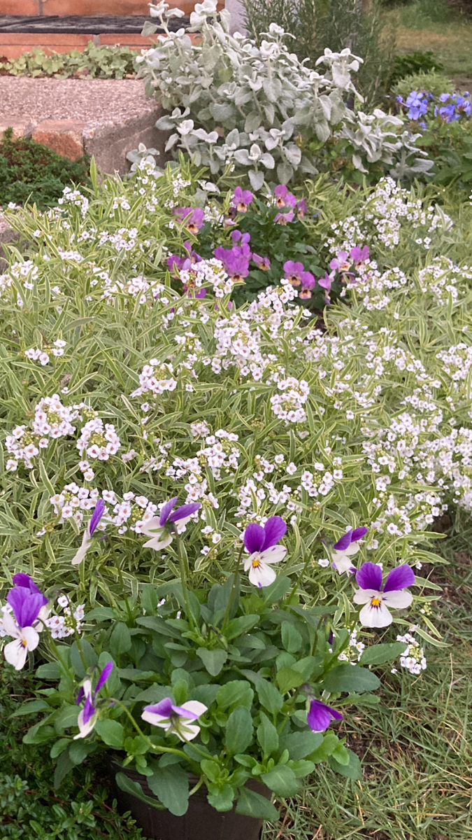 空飛ぶうさぎ🐰💜🤍💜