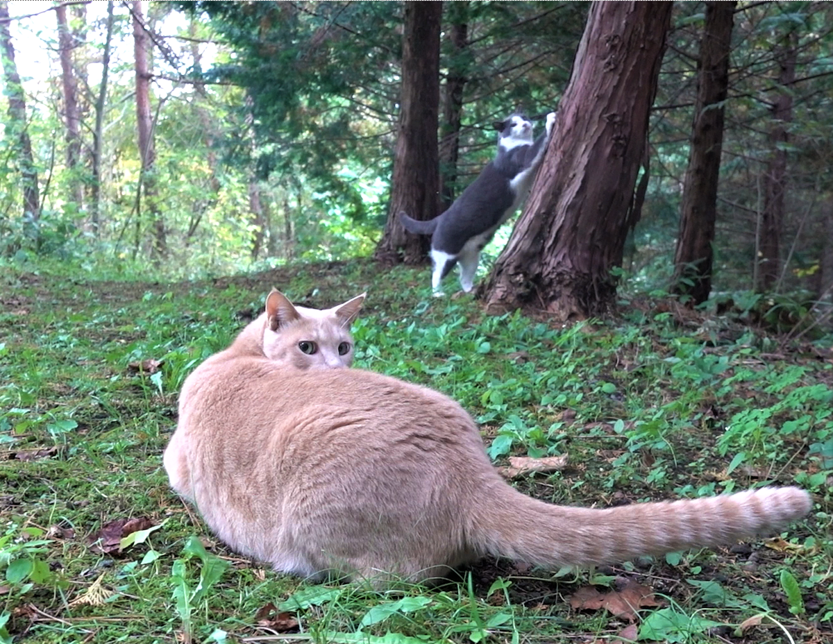 林道の猫　デッキの猫　縁台の猫