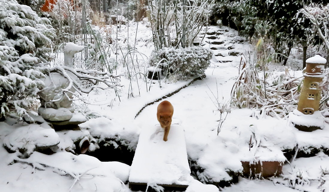 新雪の庭にゆづをさそってみる