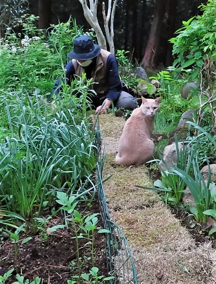 芝張り　裏庭　鉢物