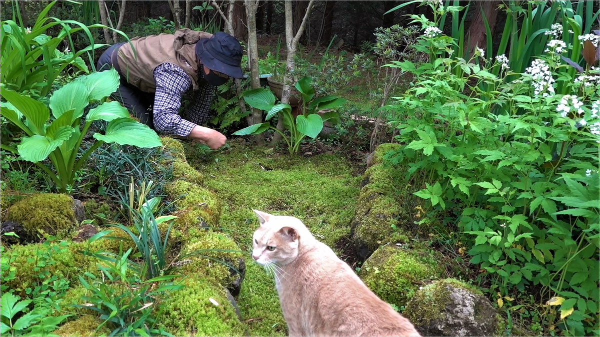 苔の小道　コンロンソウ