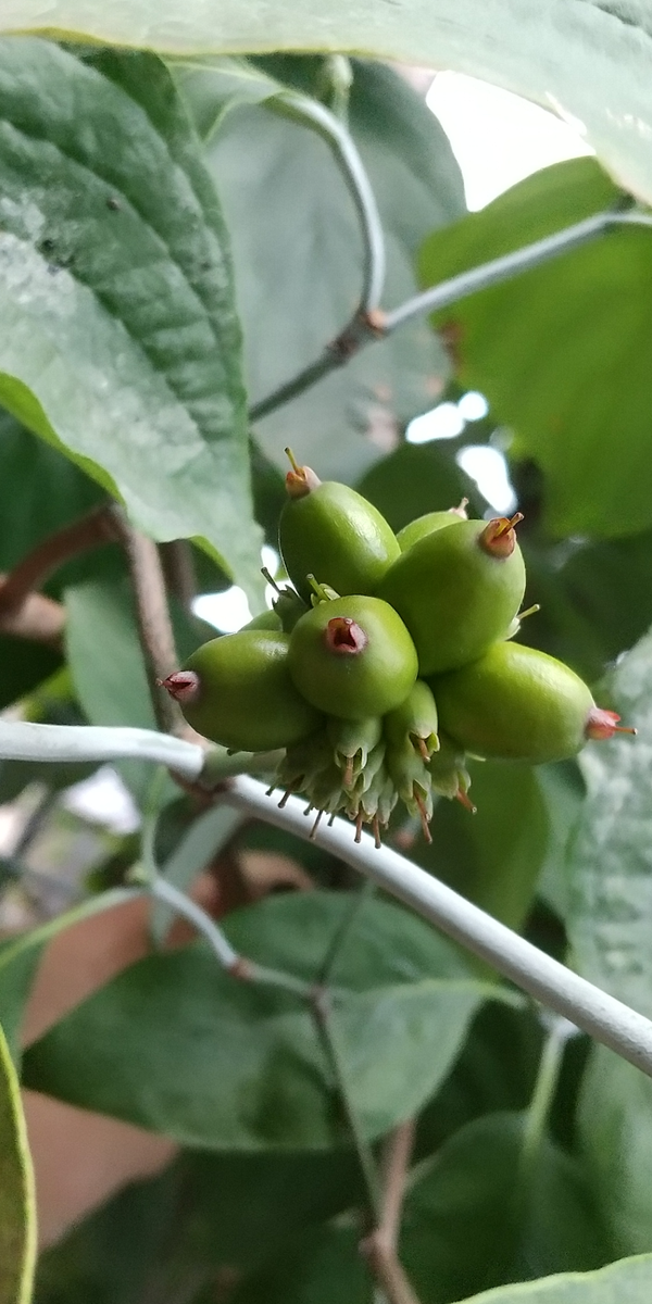 ハナミズキの実はまだ青。