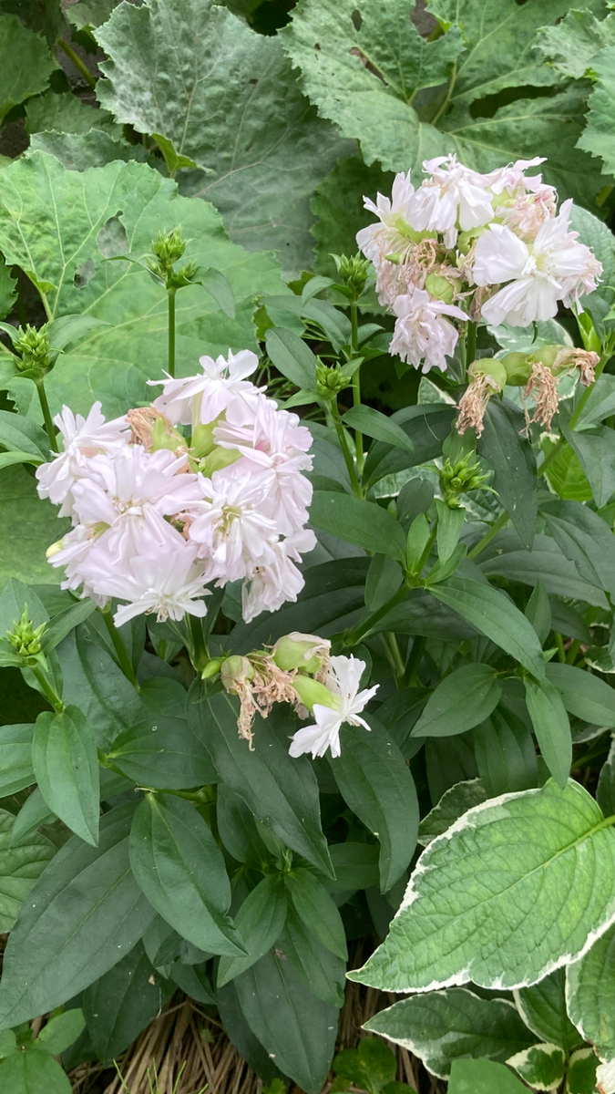 名前を教えてください！
実家の母に貰った花に一緒に付いてきた...