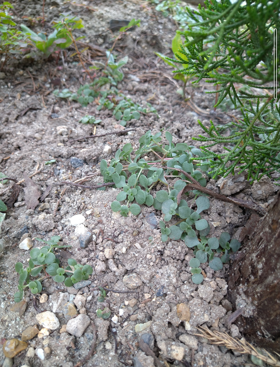 梅雨前にみつけたのですが、何かわかりません。植木の下で影の多...