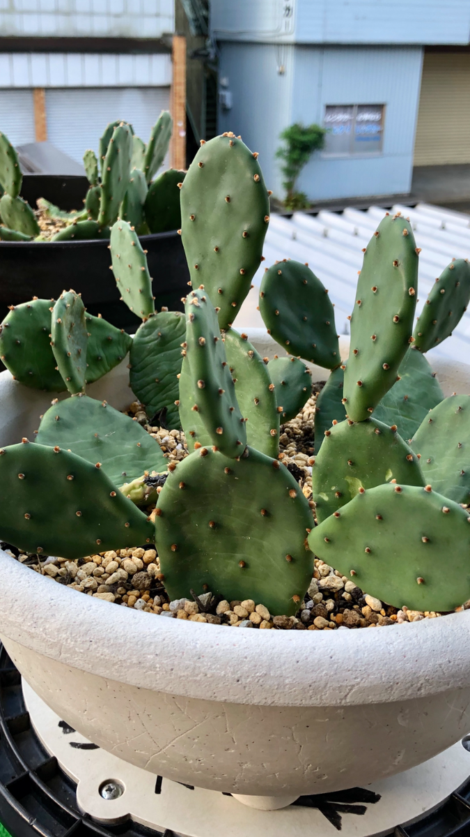 サボテンの植え替えが上手くできません 根っこは写真のように 園芸相談q A みんなの趣味の園芸