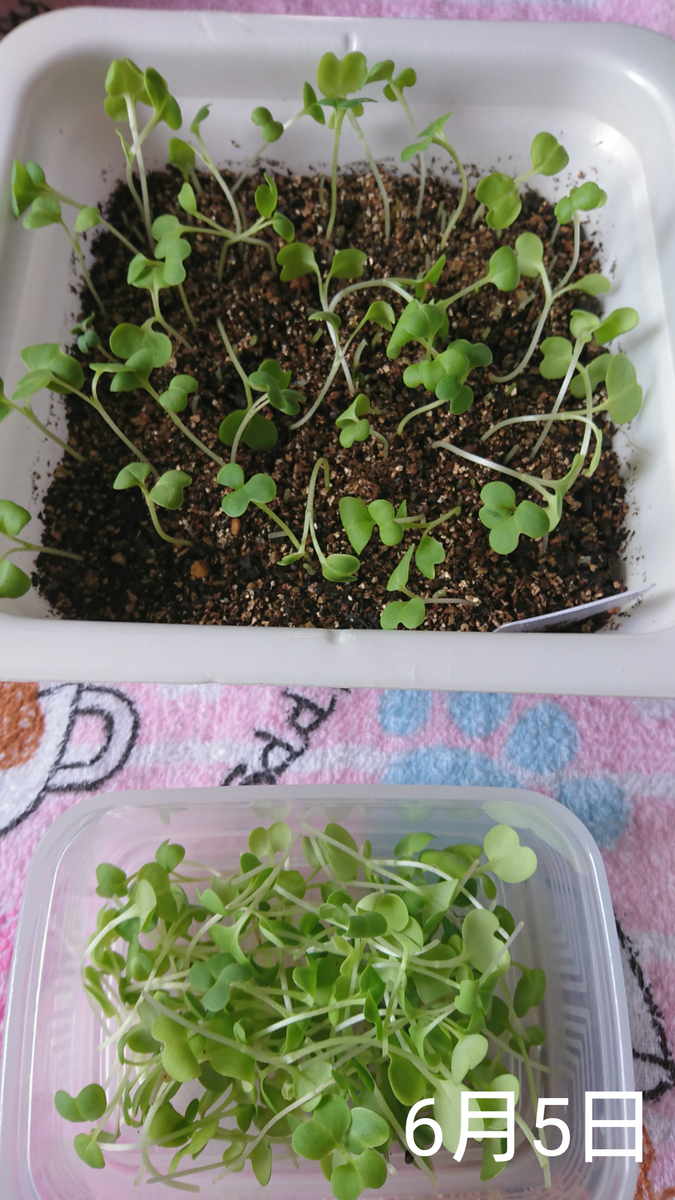 出窓でベビーリーフ🌱収穫    6月5日  間引き🍴最初の収穫