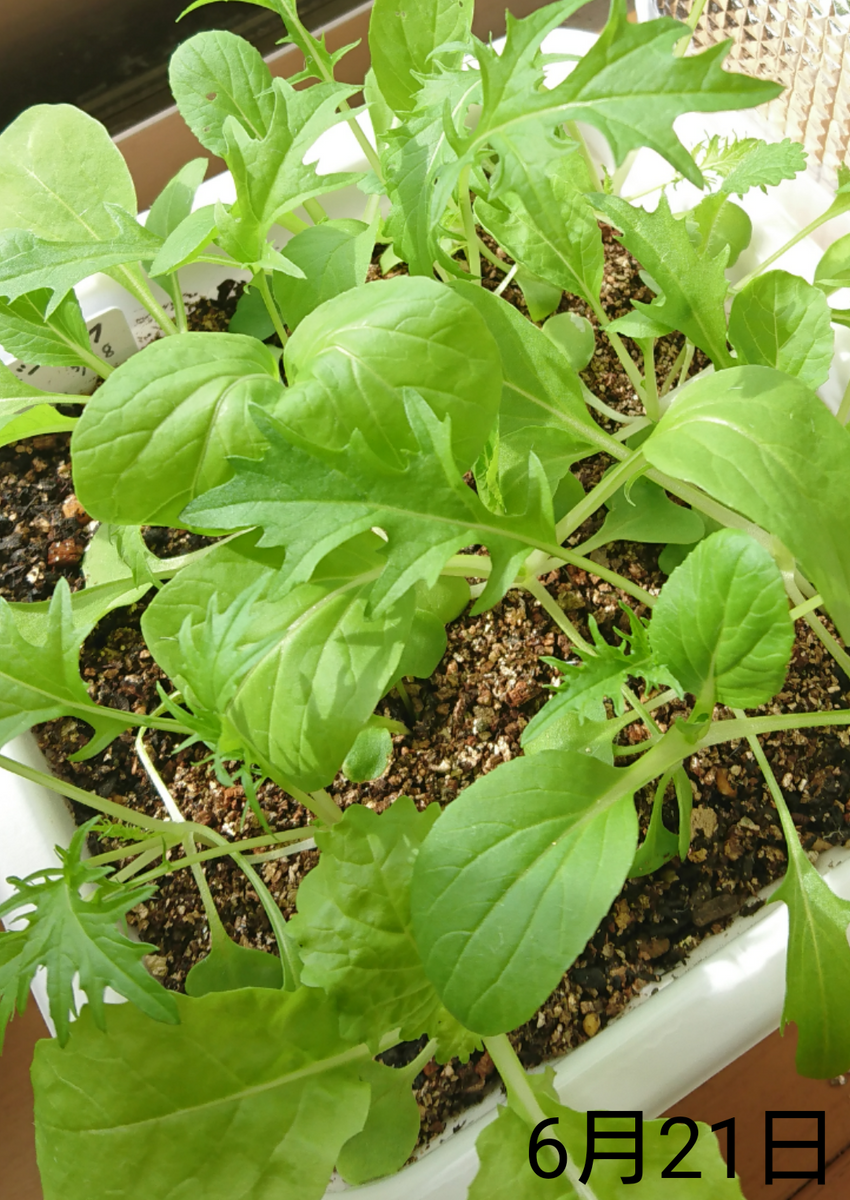 出窓でベビーリーフ🌱収穫   6月21日   もうすぐ1カ月