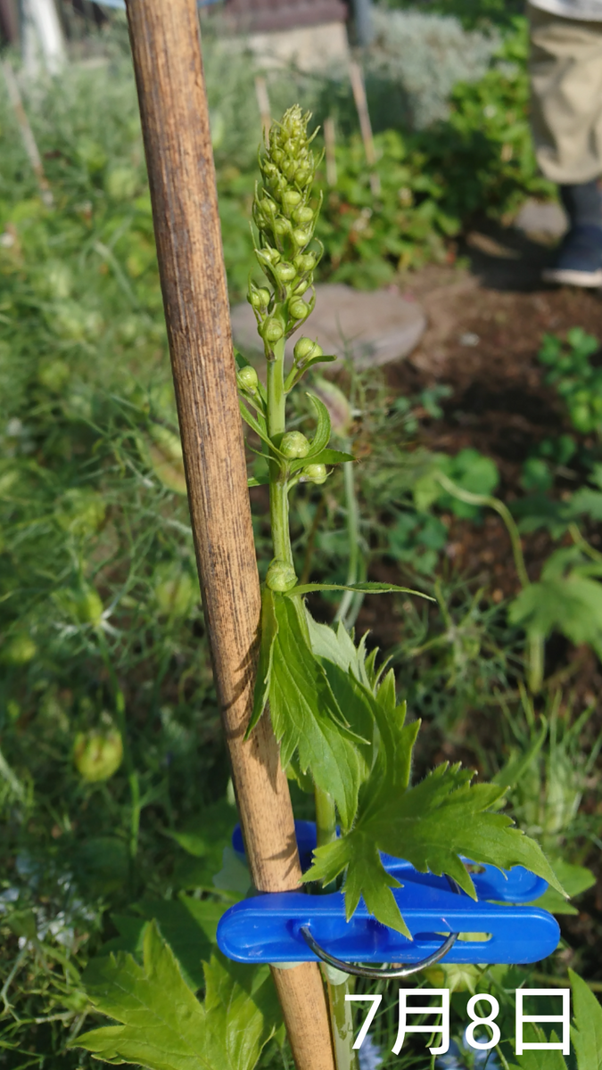 デルフィニウム 種まき 2019～ 花穂を折る